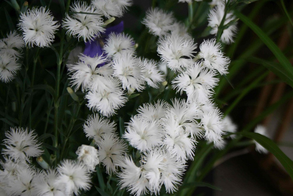 白花の撫子